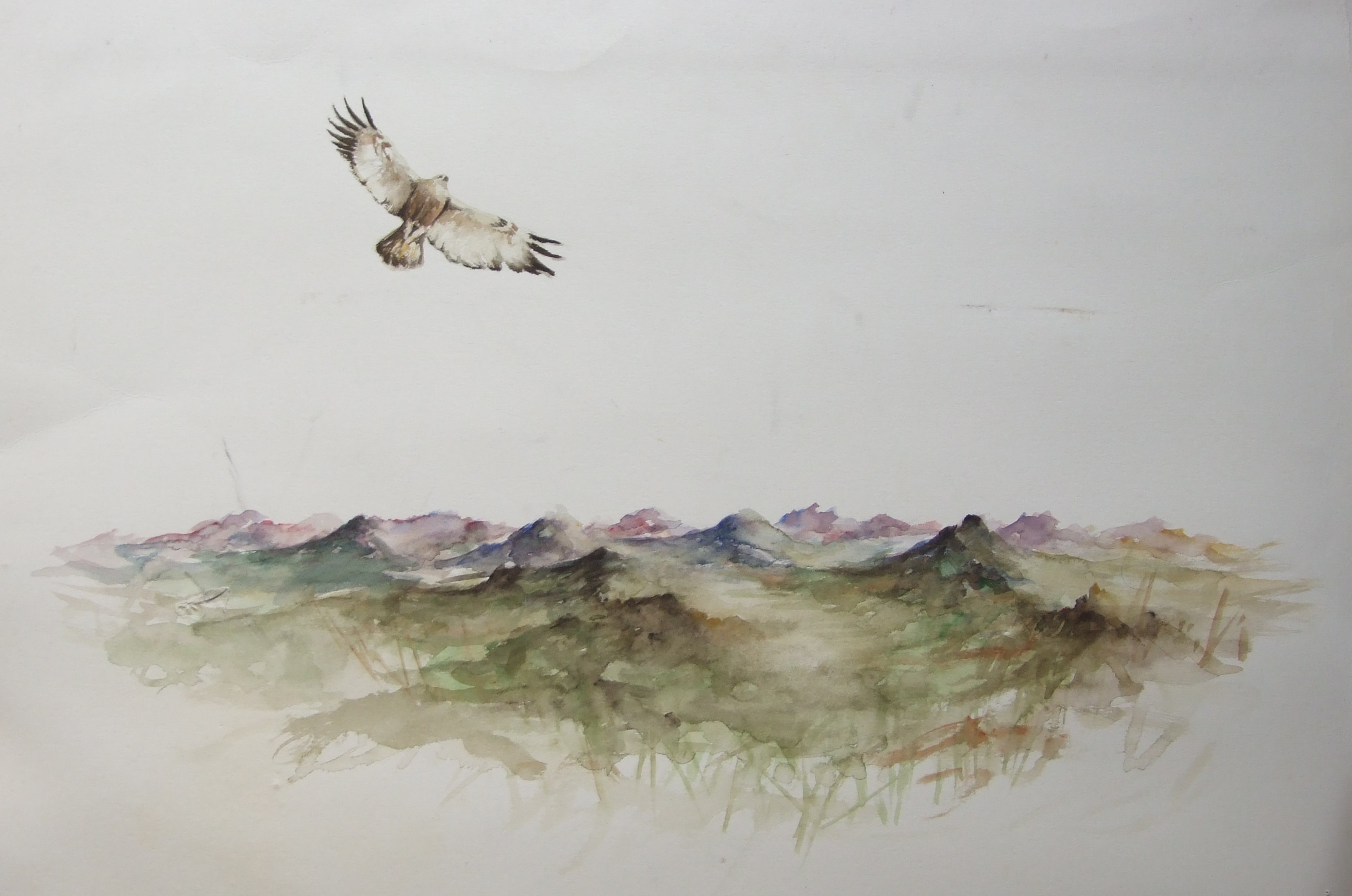 <b>1977 - buizerd